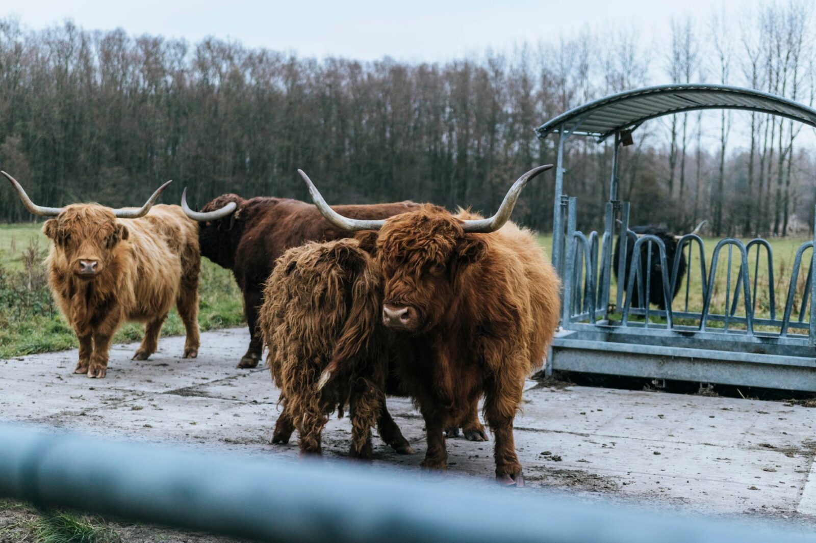 Cattle Fence Design: Planning Corrals, Gates, and Working Pens 13 four brown yaks standing near shed Cattle Fence Design: Planning Corrals, Gates, and Working Pens