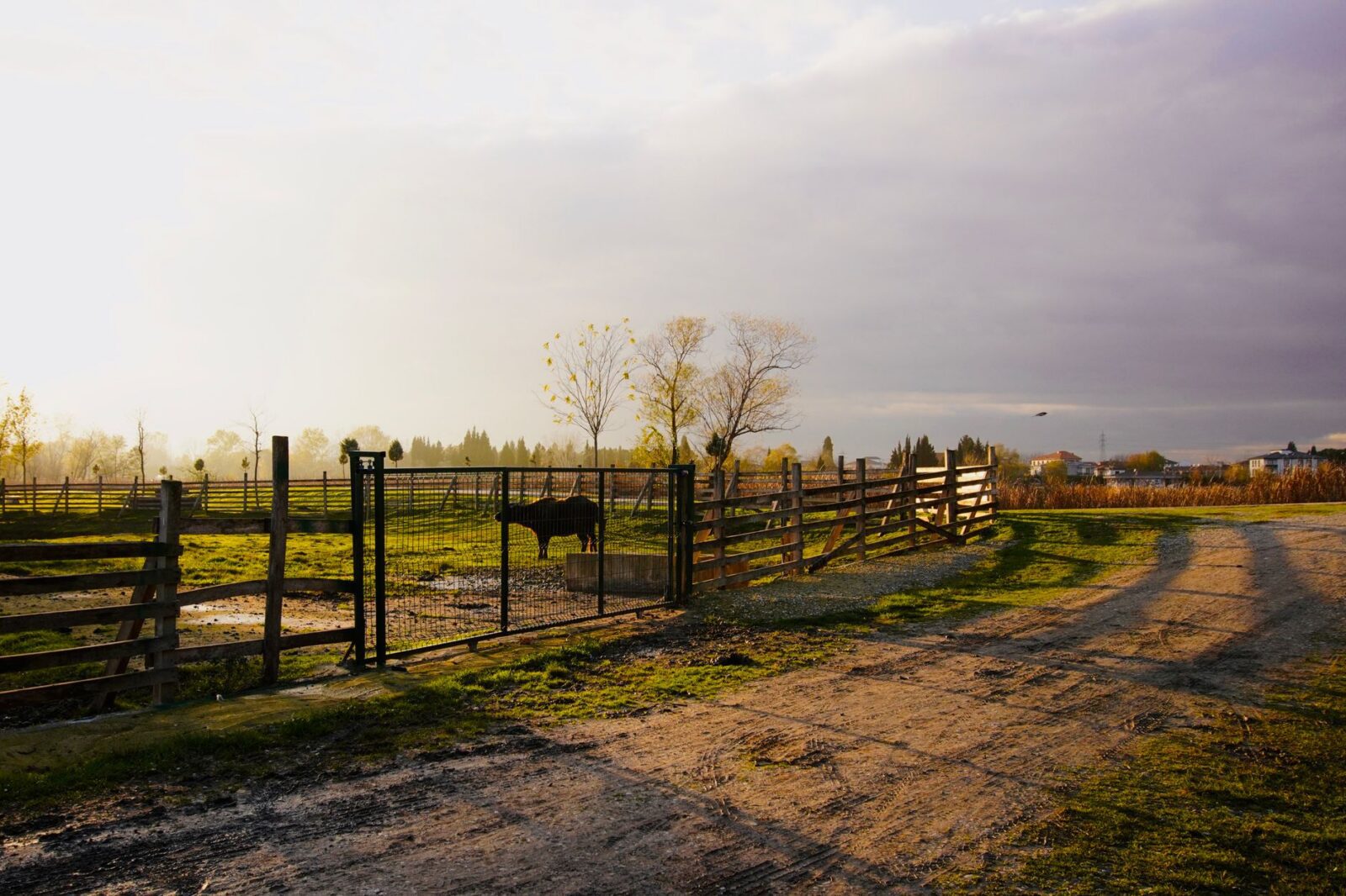 Cattle Fence Design: Planning Corrals, Gates, and Working Pens 7 serene farm at sunset with lone cow grazing Cattle Fence Design: Planning Corrals, Gates, and Working Pens