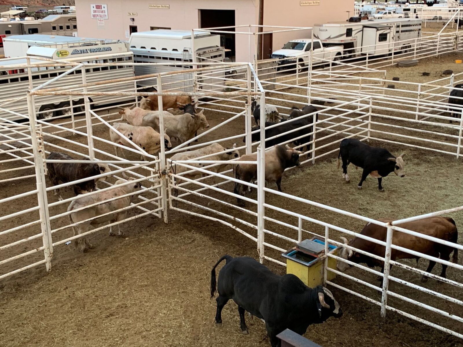 Cattle Fence Design: Planning Corrals, Gates, and Working Pens 8 a group of animal inside fence Cattle Fence Design: Planning Corrals, Gates, and Working Pens
