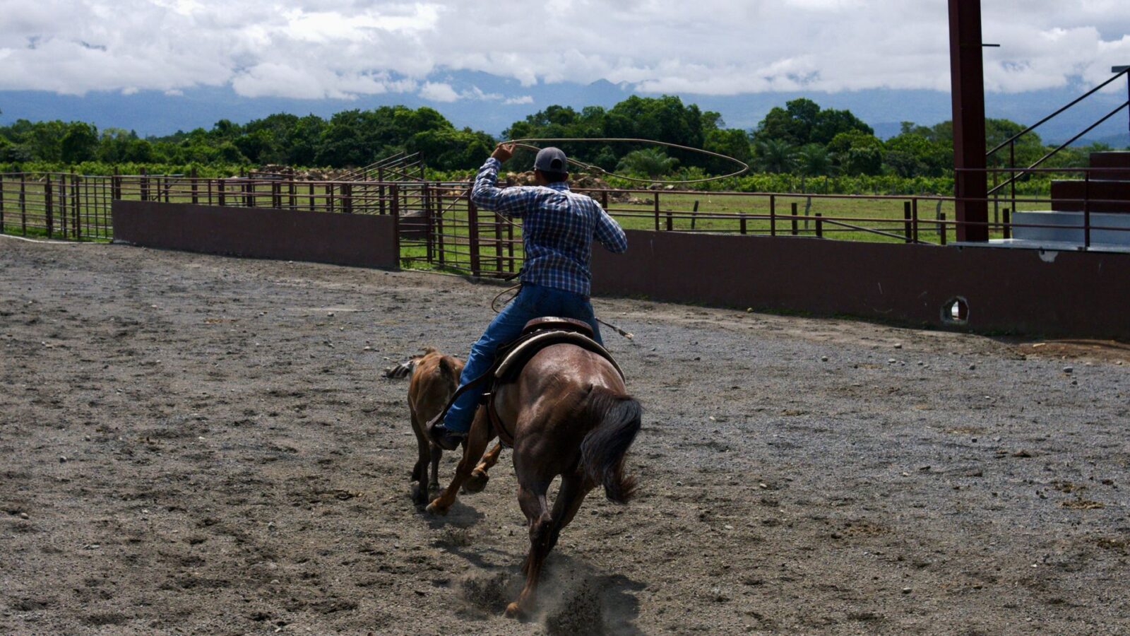 Cattle Fence Design: Planning Corrals, Gates, and Working Pens 12 cowboy lassoing calf at outdoor rodeo arena Cattle Fence Design: Planning Corrals, Gates, and Working Pens